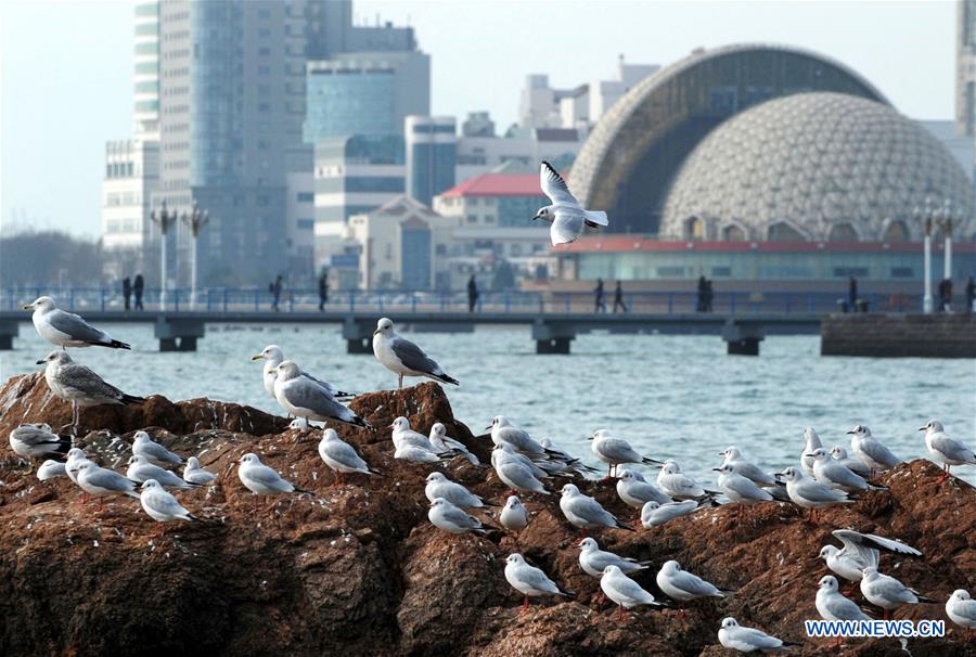 CHINA-QINGDAO-WINTER-SEA GULL (CN)