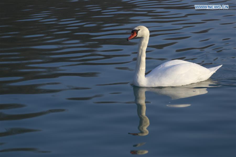 CHINA-XINJIANG-SWAN(CN)