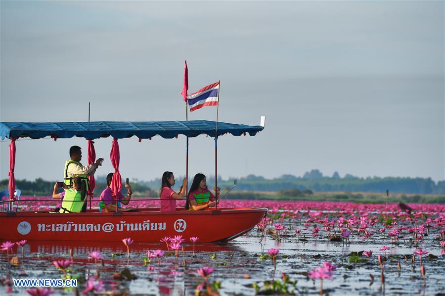 THAILAND-UDON THANI-WATER LILIES-BLOSSOM