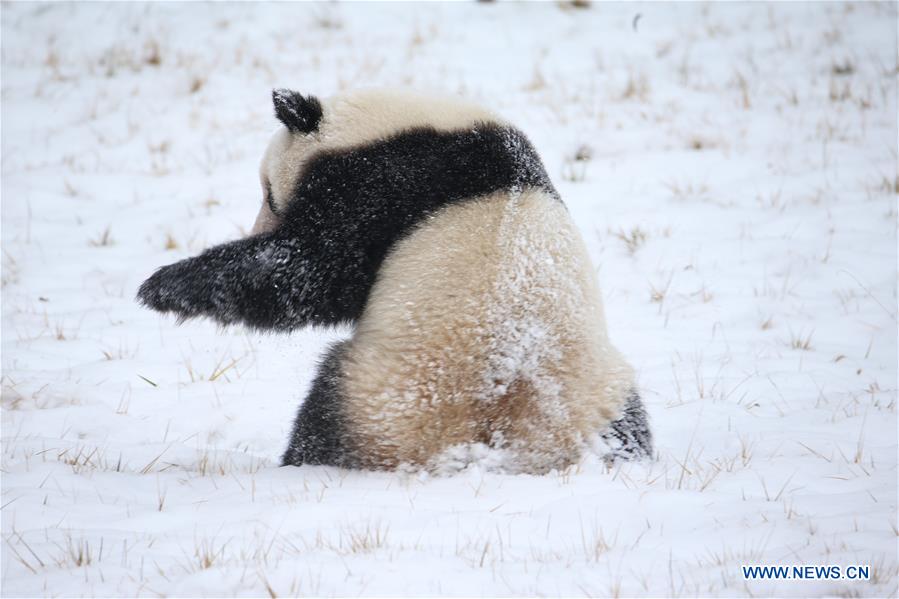 CHINA-SHAANXI-WINTER-GIANT PANDA