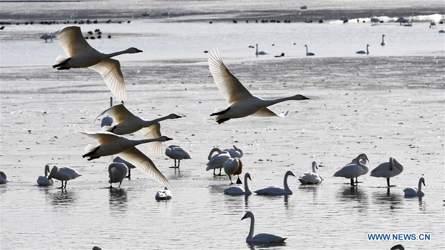 CHINA-HENAN-SANMENXIA-SWAN (CN)