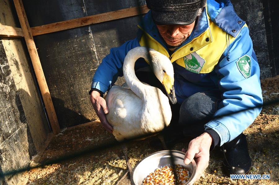 CHINA-SHANDONG-SWAN-PROTECTION (CN)