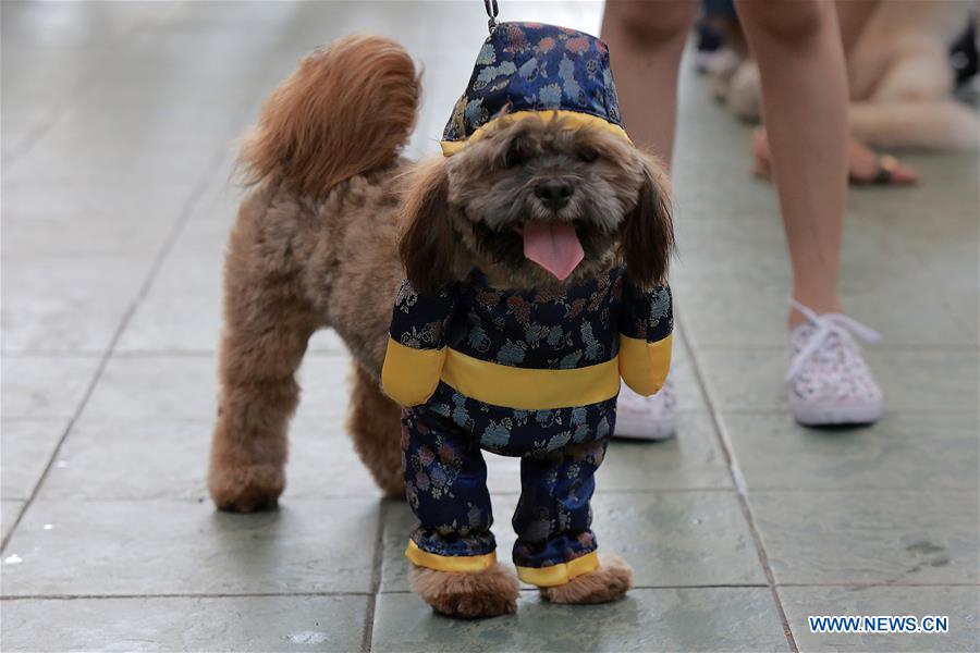 THE PHILIPPINES-PASAY CITY-LUCKY PAWS PARADE