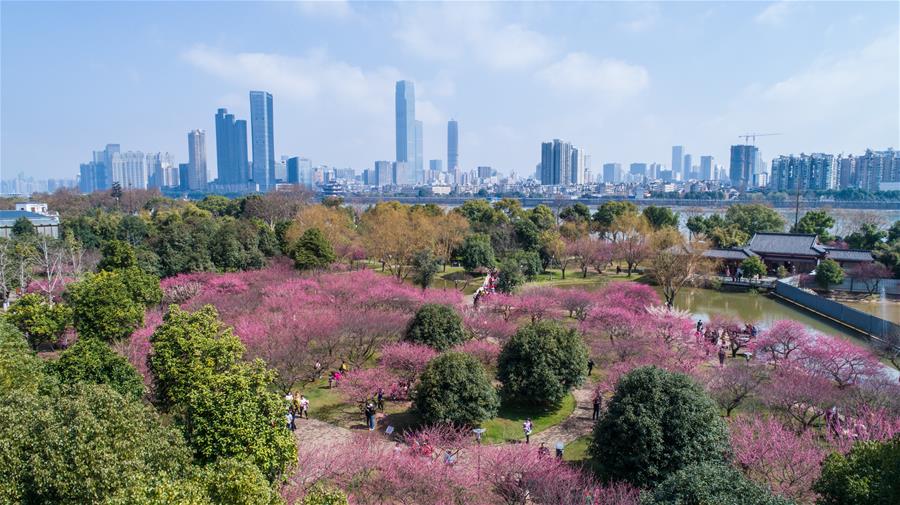 CHINA-HUNAN-CHANGSHA-PLUM BLOSSOMS (CN)