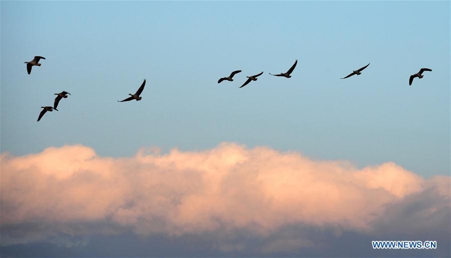 CHINA-YUNNAN-MIGRANT BIRDS (CN)