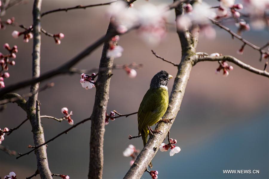 #CHINA-SPRING VIEWS (CN)