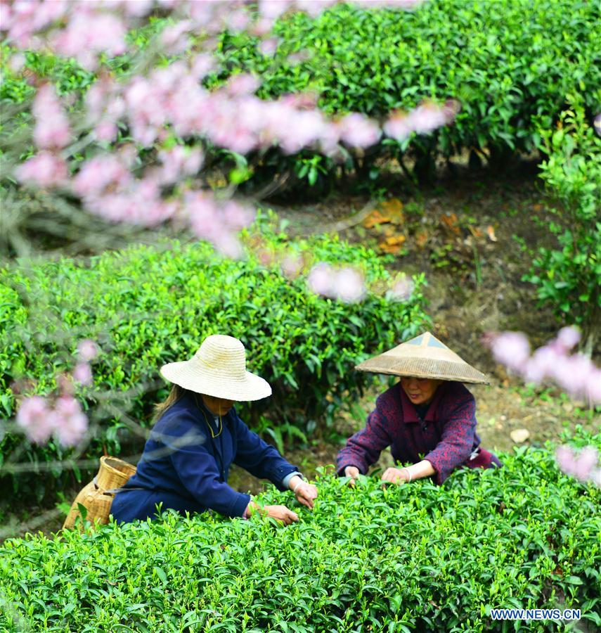 #CHINA-SPRING-TEA HARVEST (CN)