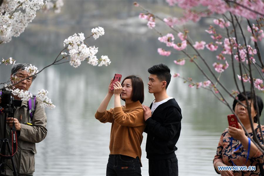 CHINA-BEIJING-CHERRY BLOSSOM (CN)