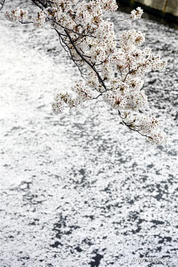 JAPAN-TOKYO-CHERRY BLOSSOMS-PETALS