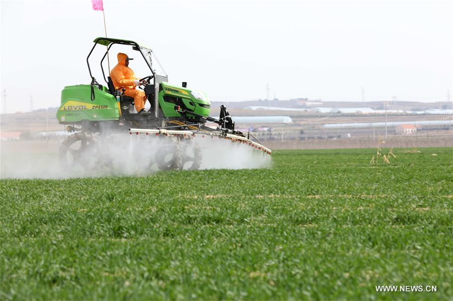 CHINA-SHANDONG-FARMING (CN)