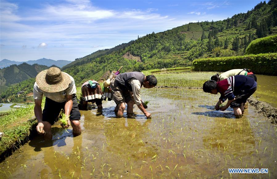 #CHINA-CONGJIANG-TERRACED FIELDS-WORKING(CN)