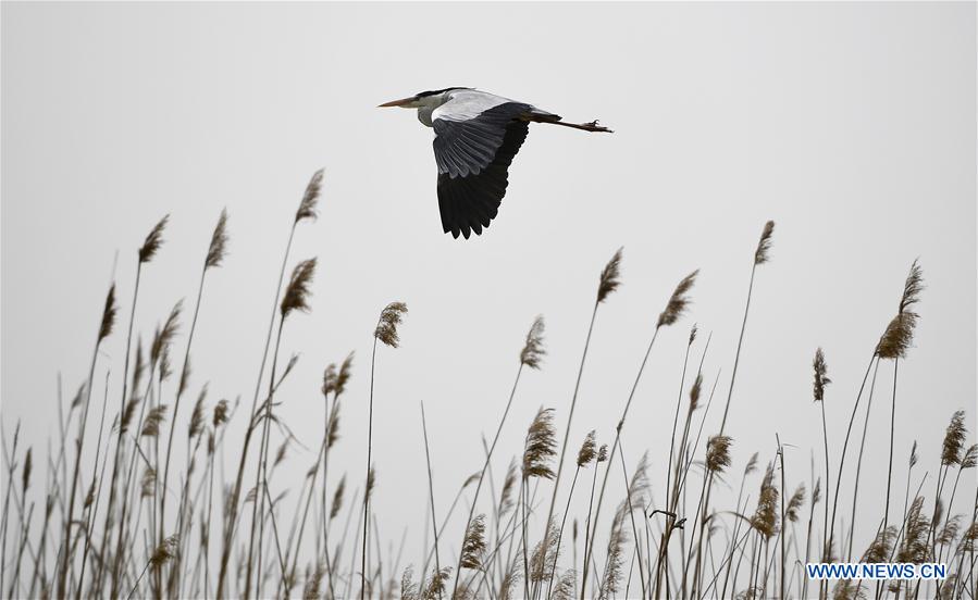 CHINA-NINGXIA-SHAHU-BIRDWATCHING (CN)