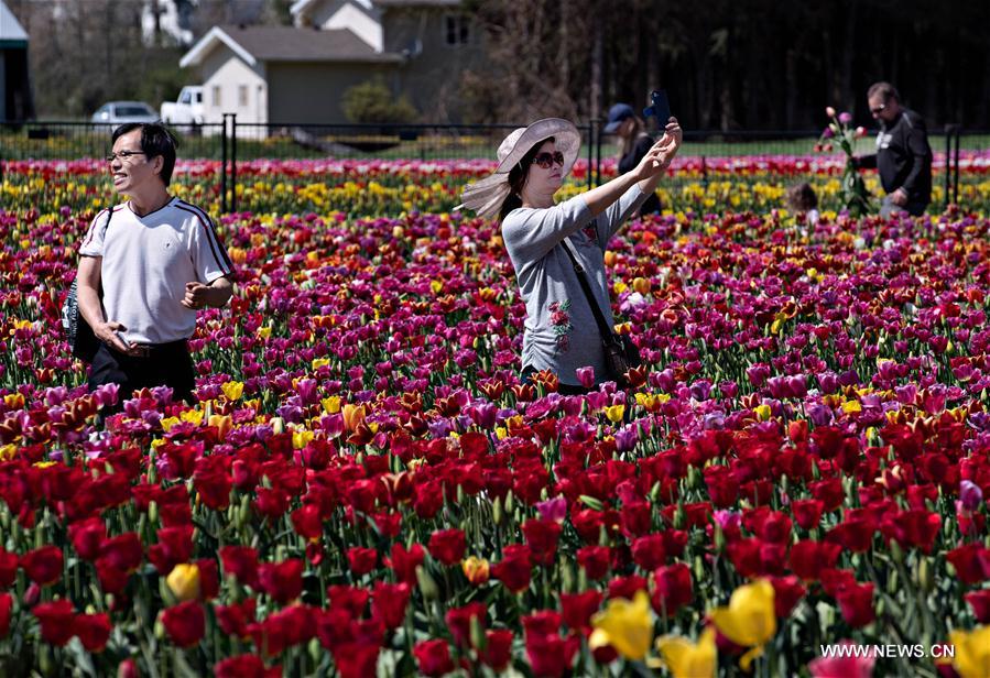 CANADA-ABBOTSFORD-BLOOM TULIP FESTIVAL