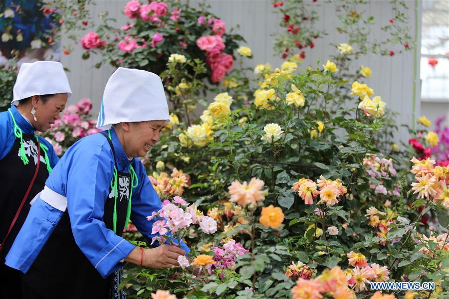 #CHINA-GUIZHOU-FAIR-CHINESE ROSE (CN)