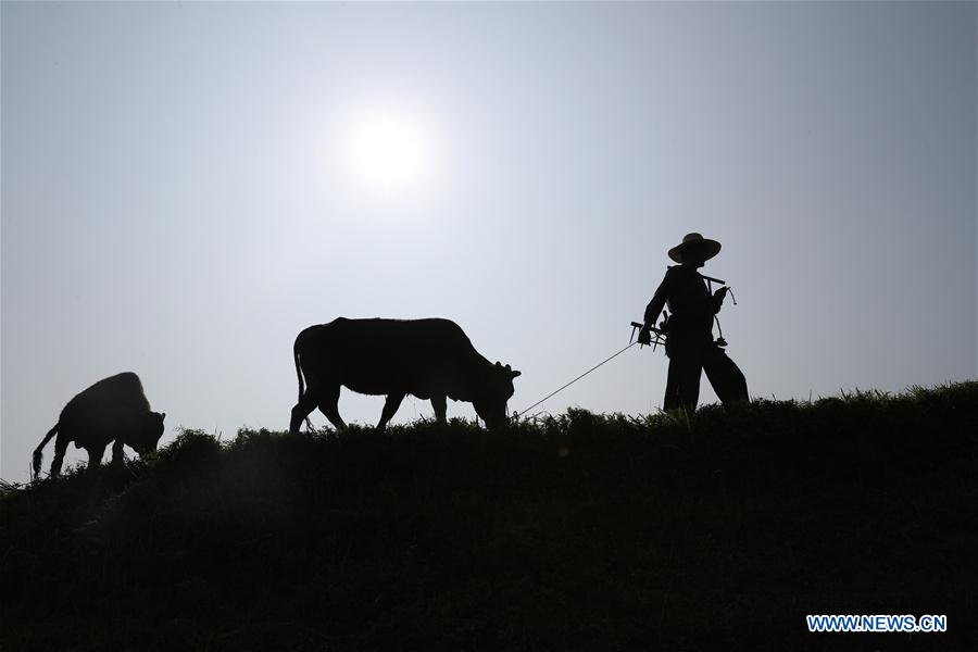 #CHINA-GUIZHOU-PLOUGHING FESTIVAL (CN)