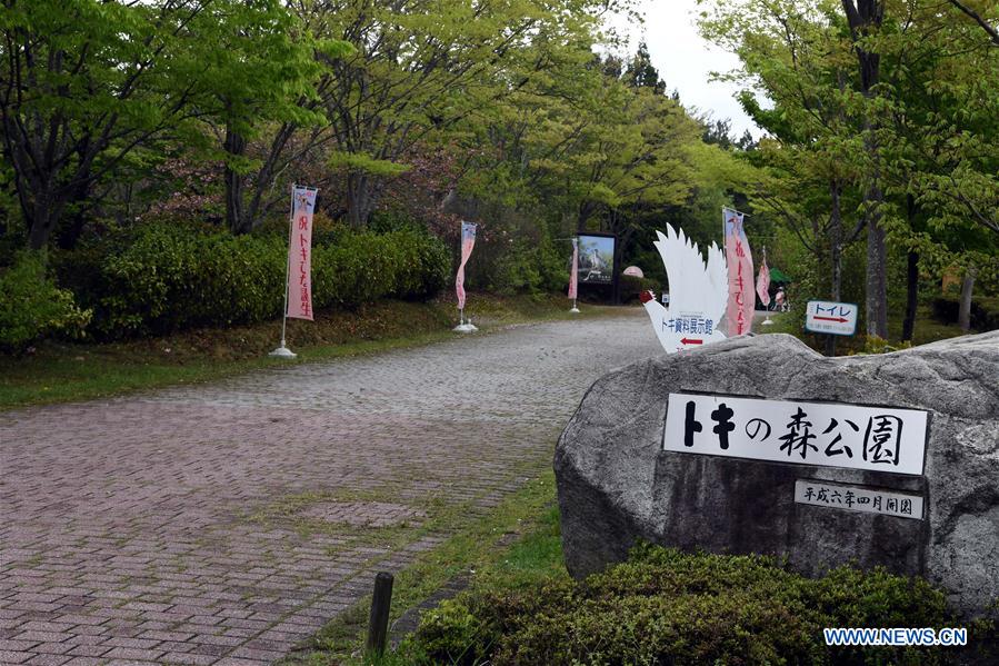 JAPAN-SADO ISLAND-CRESTED IBISES-FEATURE