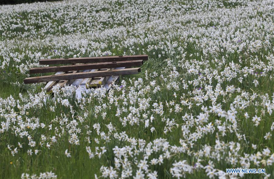 SWITZERLAND-MONTREUX-NARCISSI-BLOOM