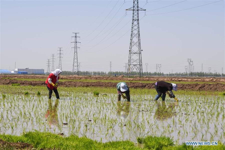 CHINA-INNER MONGOLIA-HOHHOT-SALINE SOIL-RICE (CN)