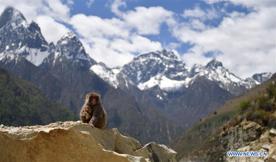 CHINA-TIBET-WILD MONKEY(CN)