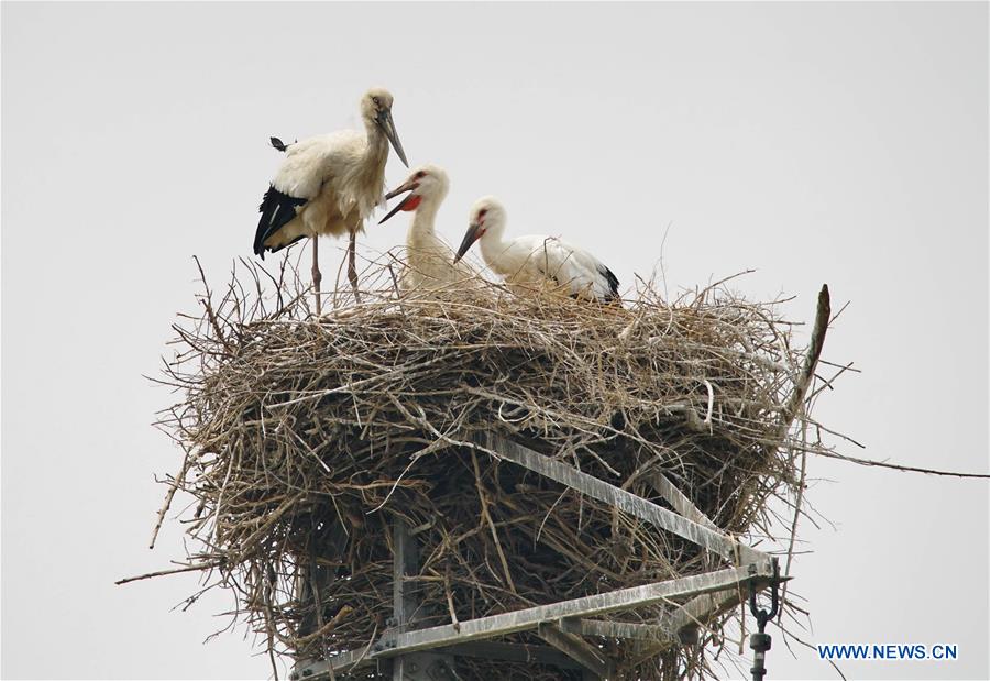 CHINA-HEBEI-TANGSHAN-ORIENTAL WHITE STORKS (CN)