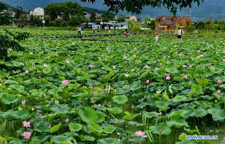 CHINA-WUYISHAN-LOTUS FLOWER(CN)