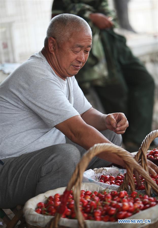 CHINA-SHANDONG-YANTAI-CHERRY PLANTING (CN)