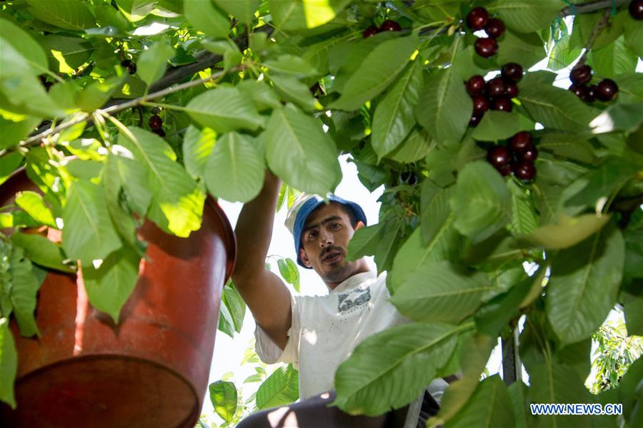 GREECE-METAXOCHORI-CHERRY FESTIVAL