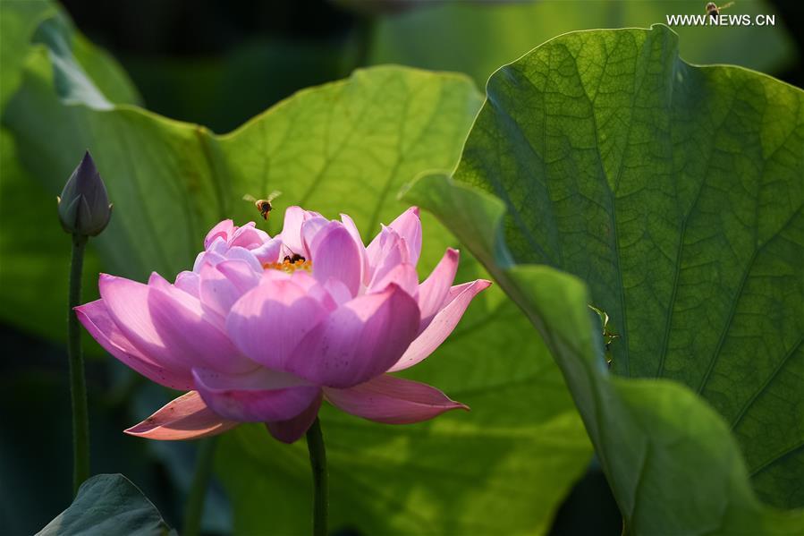 CHINA-ANHUI-TONGLING-LOTUS(CN)