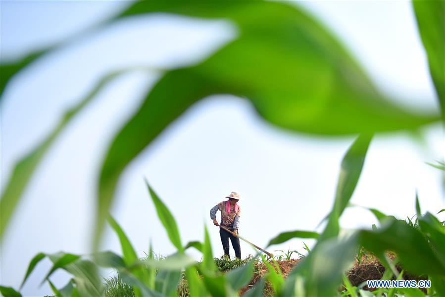 #CHINA-SUMMER SOLSTICE-AGRICULTURE (CN)