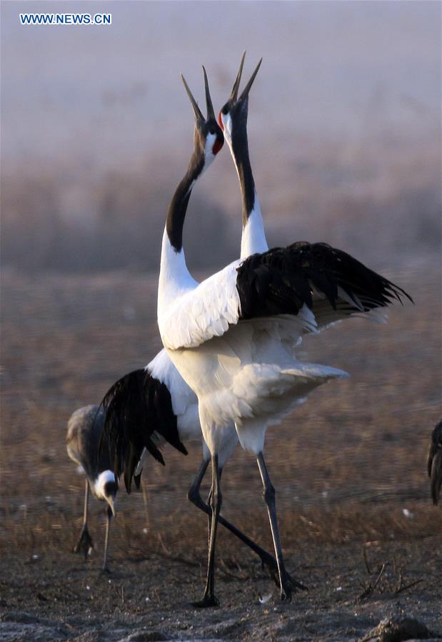 #CHINA-WETLAND PROTECTION (CN)