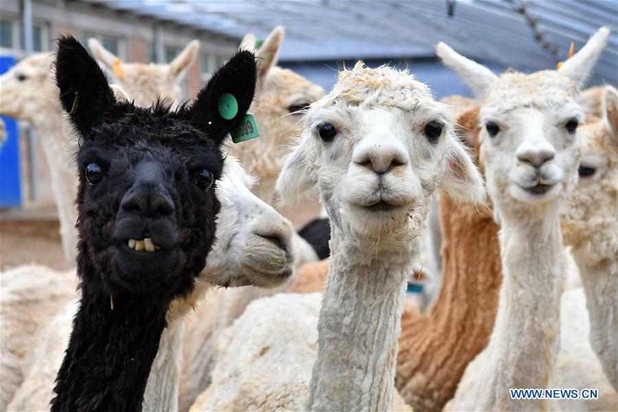 CHINA-SHANXI-YANGQU-ALPACA BREEDING-POVERTY ALLEVIATION (CN)