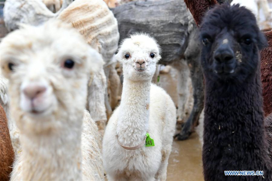 CHINA-SHANXI-YANGQU-ALPACA BREEDING-POVERTY ALLEVIATION (CN)