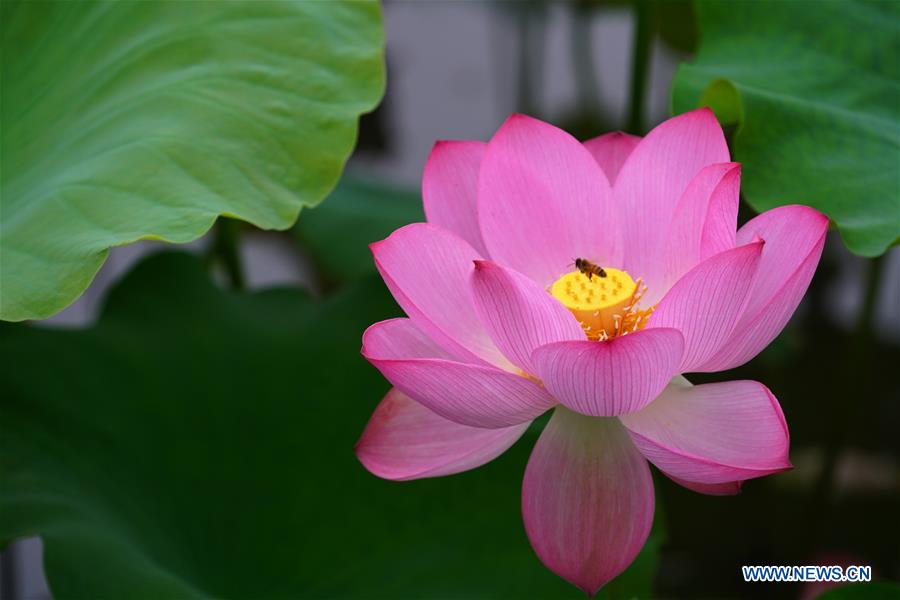 #CHINA-SUMMER-LOTUS(CN)