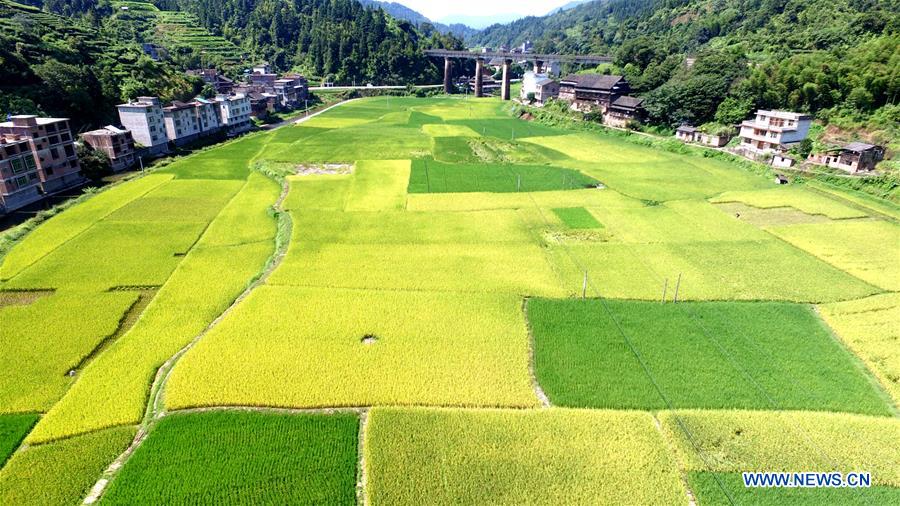 #CHINA-GUANGXI-SANJIANG-SYMBIOTIC SYSTEM AGRICULTURE-HARVEST (CN)