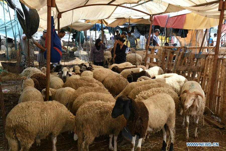 TUNISIA-TUNIS-EID AL-ADHA-LIVESTOCK MARKET 