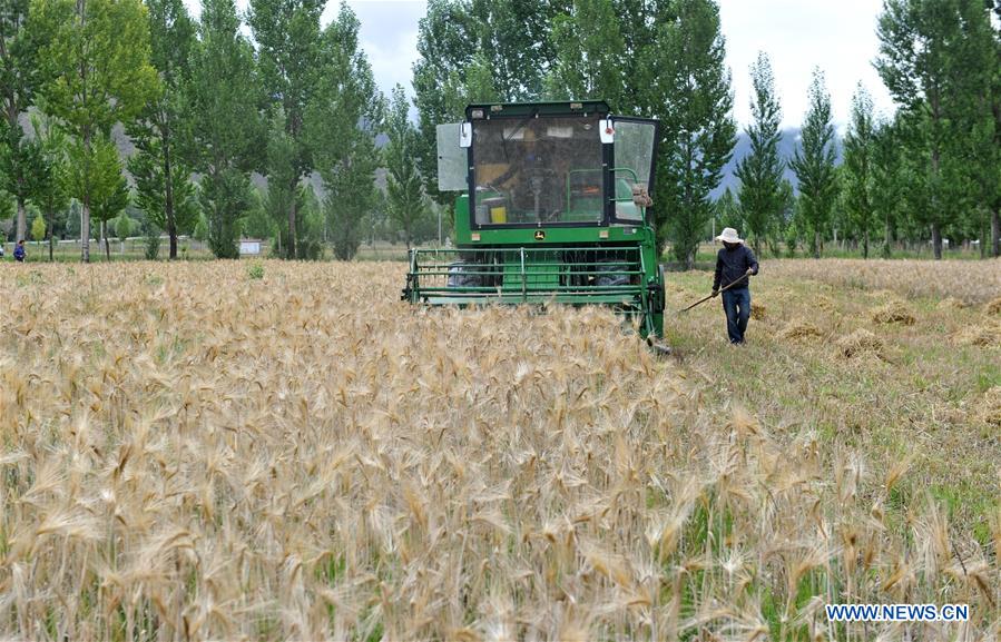 CHINA-TIBET-AGRICULTURE-HARVEST (CN)