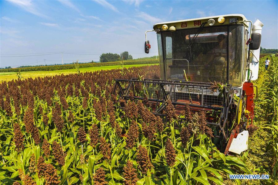 CHINA-HEBEI-ZAOQIANG-AGRICULTURE (CN)