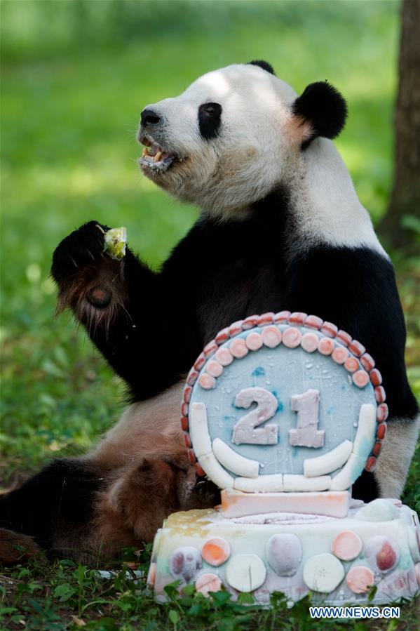 U.S.-WASHINGTON D.C.-GIANT PANDA-TIAN TIAN-BIRTHDAY