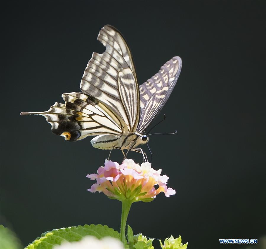 CHINA-FUZHOU-BUTTERFLY-FLOWER(CN)