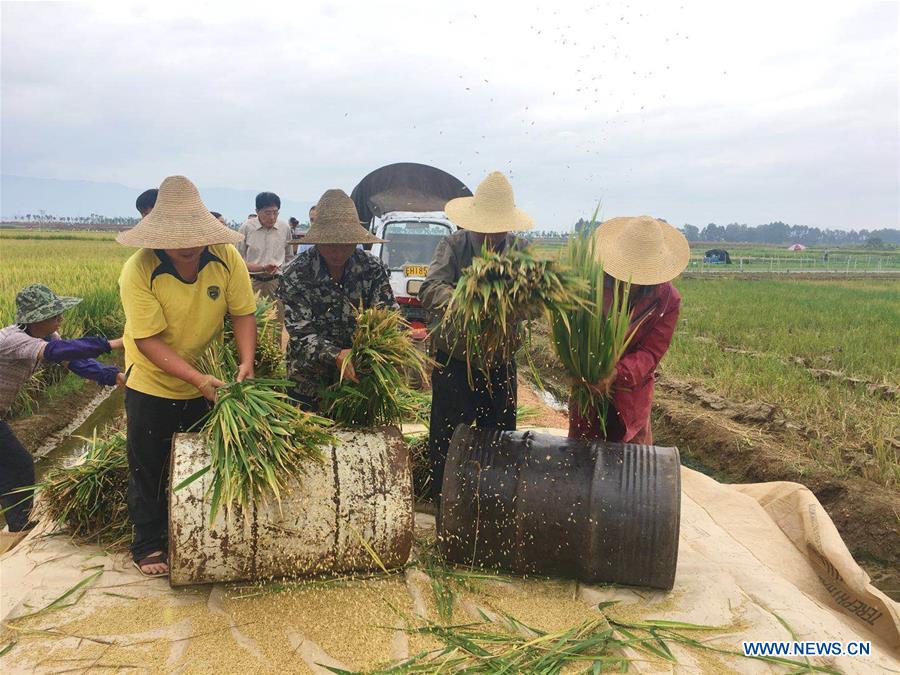 CHINA-YUNNAN-SUPER HYBRID RICE OUTPUT-NEW RECORD (CN)