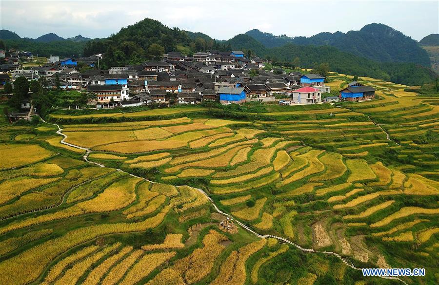 #CHINA-AUTUMN-PADDY FIELDS (CN)