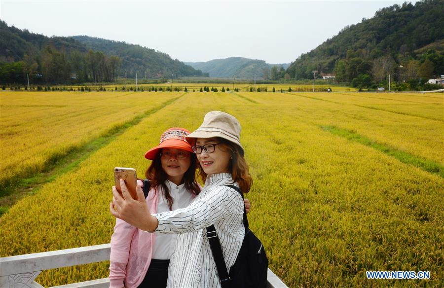 CHINA-SHAANXI-RICE FIELD(CN)