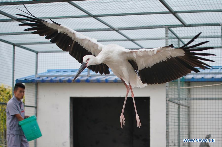 CHINA-HEBEI-CAOFEIDIAN-ORIENTAL WHITE STORK-RELEASE (CN)