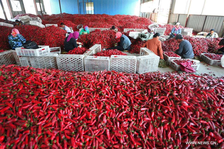 CHINA-JILIN-CHILI-HARVEST (CN)