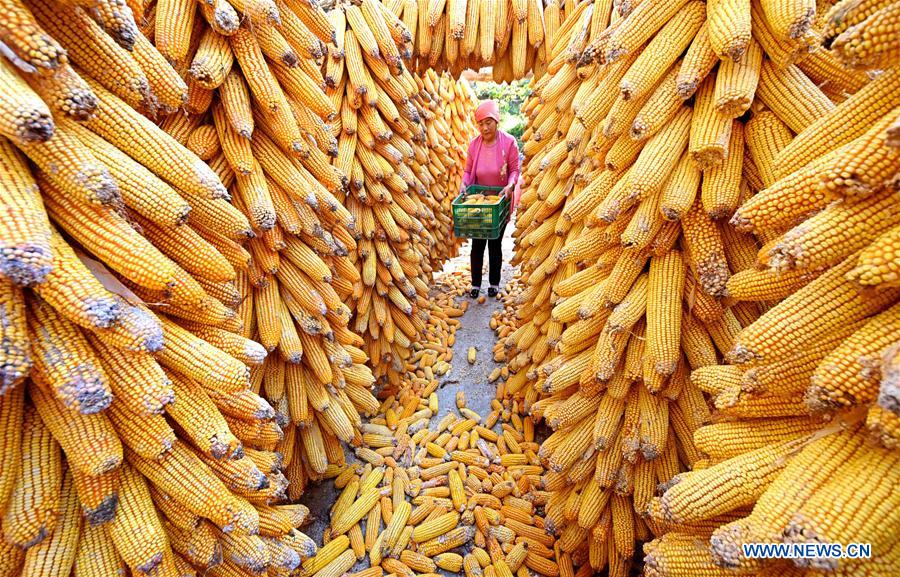 #CHINA-SHANDONG-FARMWORK (CN)