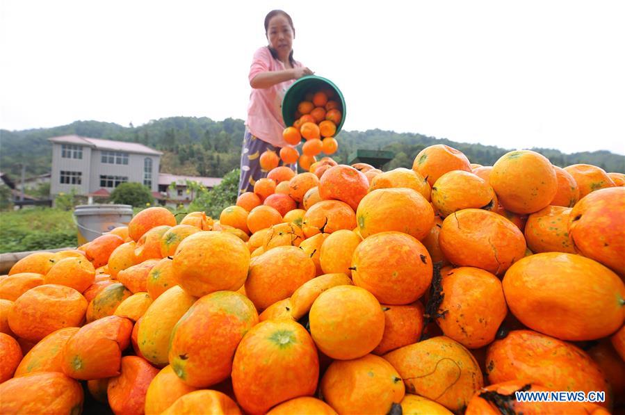 #CHINA-AUTUMN-HARVEST (CN)