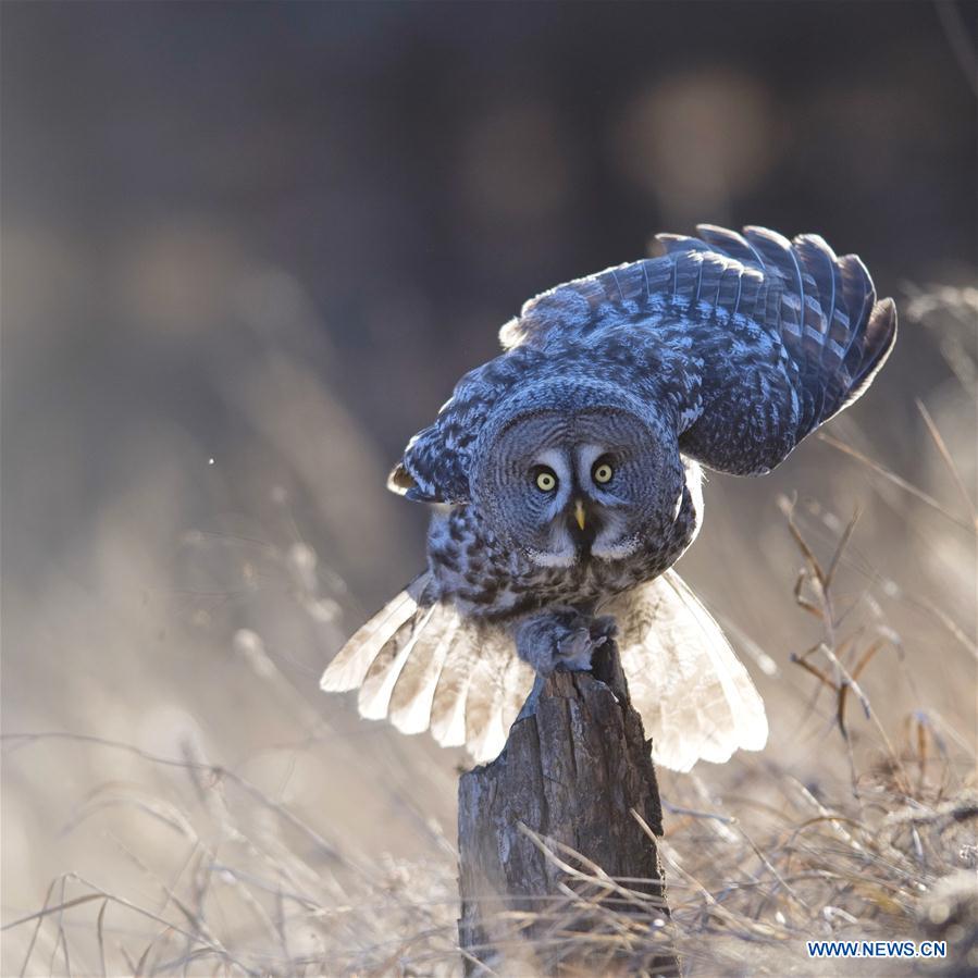 CHINA-INNER MONGOLIA-YAKESHI-WILD BIRD (CN)