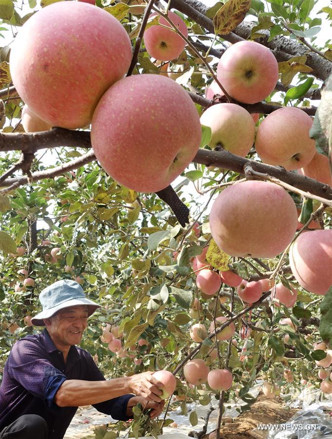 #CHINA-FARMING-SHUANGJIANG (CN) 