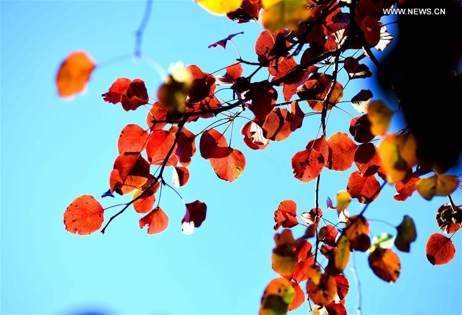 #CHINA-HEBEI-AUTUMN-LEAVES (CN)