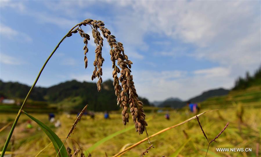 CHINA-GUANGXI-ANTAI-RICE-HARVEST (CN)